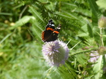 FZ006895 Red Admiral (Vanessa atalanta) butterfly on thistle.jpg